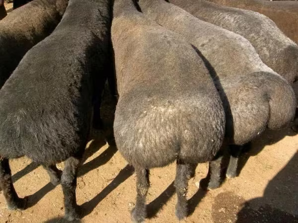 Қошқар, Қойлар — Қазақстан