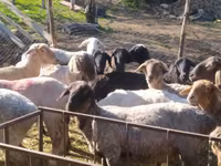 Ram, Sheep — photo 2