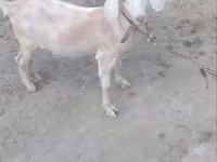 Goat, Goats — photo 3