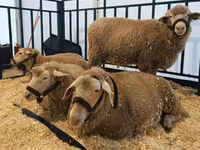 نعجة, Kuibyshev sheep — الصورة 3