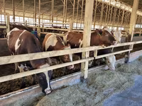 Сиыр, Simmental cattle — 1-сурет