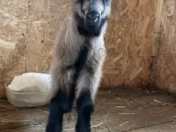 Ziegenbock, Czech Brown Shorthaired goats