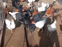 Chickens — 照片 5