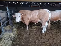Бұқа, Blonde d’Aquitane cattle — 4-сурет