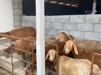 भेड़, भेड़ — फ़ोटो 4