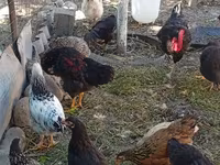 Chickens — الصورة 6