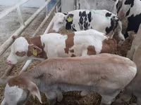 Бұқа, Simmental cattle — 2-сурет