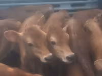 Toro, Ganado vacuno — foto 1
