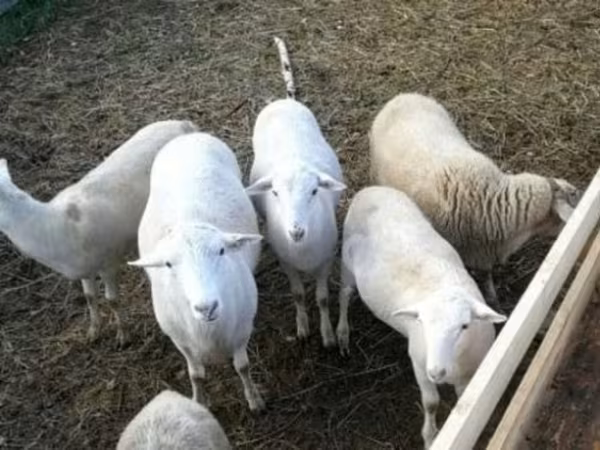 Widder, Katum sheep