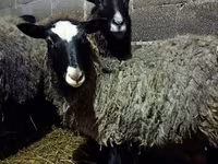 Schaf, Romanov sheep — Foto 4