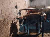 Cow, Swiss cattle — photo 5