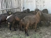 公羊, Hissar sheep — 照片 3