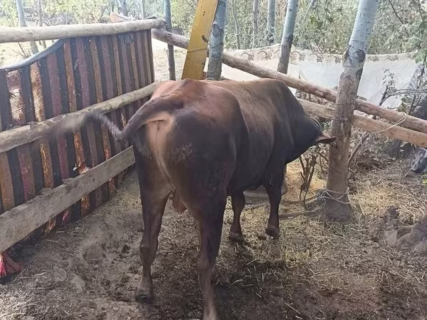 公牛, Cattle — 乌兹别克斯坦