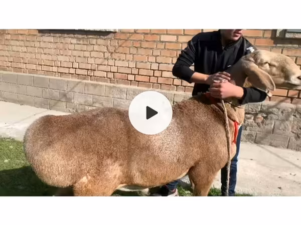 Баран, Арашан