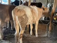 सांड, Simmental cattle — फ़ोटो 7