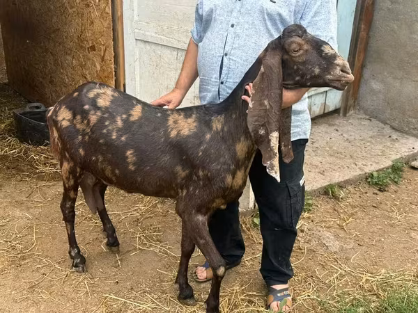 Goat, Kamori goats