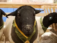 公羊, Hissar sheep — 照片 6