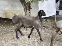 تيس, الماعز — الصورة 5