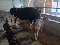 母牛, Russian Black pied cattle — 照片 1