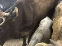 Сиыр, Ukrainian Brown Dairy Cattle — 1-сурет