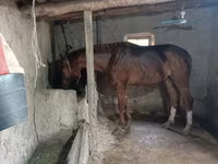 घोड़ा, Thoroughbred horse — फ़ोटो 2