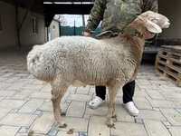 Қошқар, Қойлар — 7-сурет