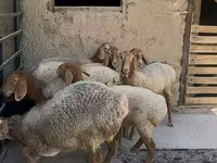 Қой, Arashan sheep — 4-сурет