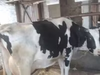 Сиыр, Swiss cattle — 4-сурет