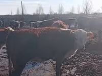 Сиыр, Герефорд — 1-сурет