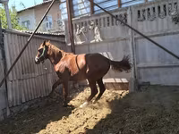 Horse (M), Arabian horse — photo 3