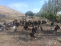 Turkeys — foto 5