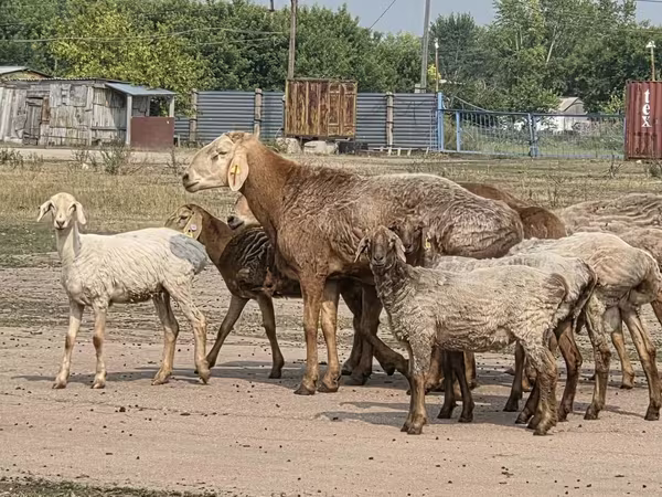 Қошқар, Hissar sheep