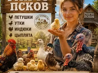 Сиыр, Голштин тұқымы — 3-сурет