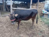 Cow, Swiss cattle — photo 2