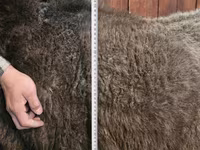Қой, Arashan sheep — 4-сурет