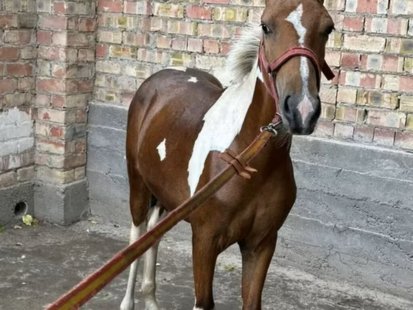Hengst, Pferde — Kirgisistan