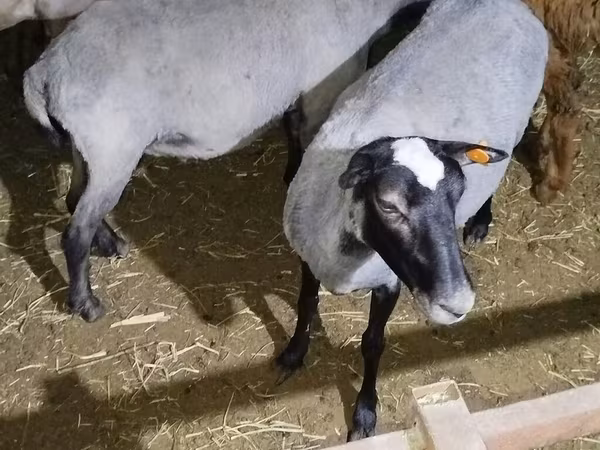 Қой, Romanov sheep — Қырғызстан