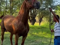Бие, Skyros Pony — 2-сурет