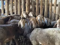 Widder, Rhon sheep — Foto 4