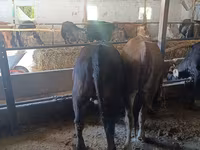 Vaca, Raza Alatau — foto 2