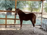 Horse (M), Horses — photo 3