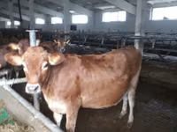 Vaca, Raza Jersey — foto 2