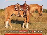 Hengst, Gypsy horse — Foto 1