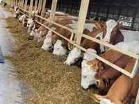 Cow, Cattle — photo 8
