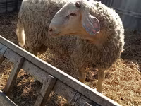 كبش, Assaf sheep — الصورة 3