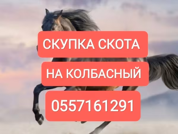 Айғыр, Жылқылар