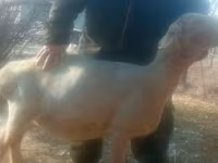 Қошқар, Hissar sheep — 2-сурет