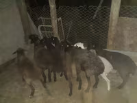 Ram, Hissar sheep — photo 2