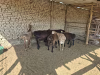 Carnero, Arashan sheep — foto 5