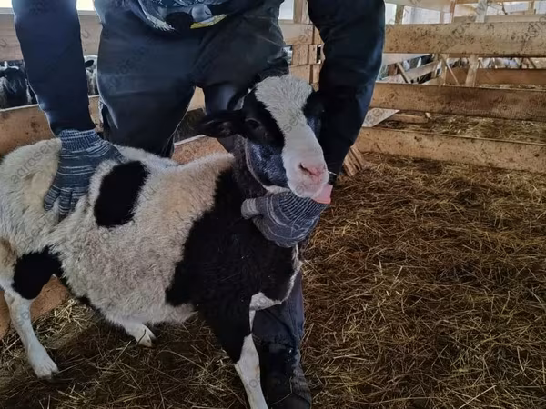 Қошқар, Baerchuke sheep